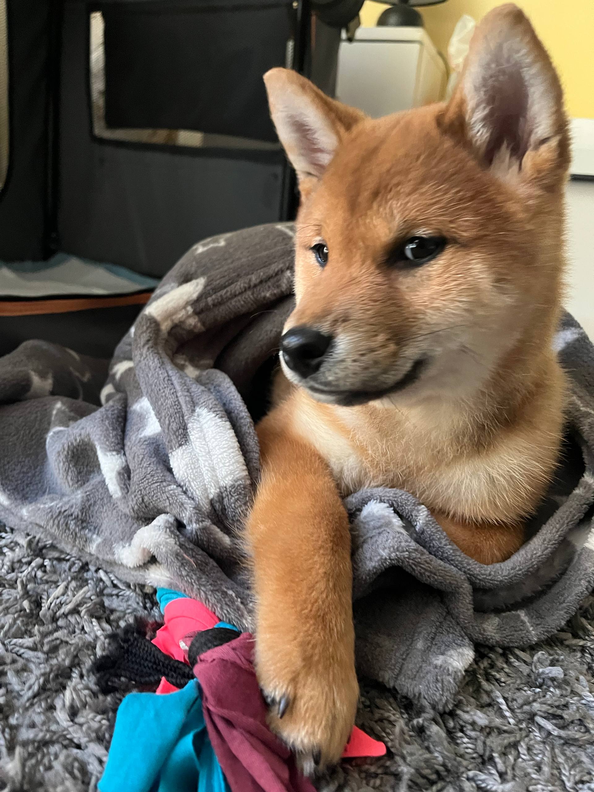 Tail-wagging QA, tasting every ticket